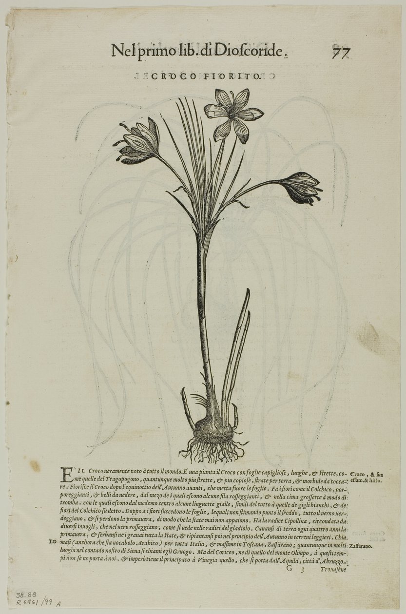 Hoja de Discorsi de Petrus Andreas Matthiolus, lámina 99 de Xilografías de libros del siglo XVI de Unknown artist