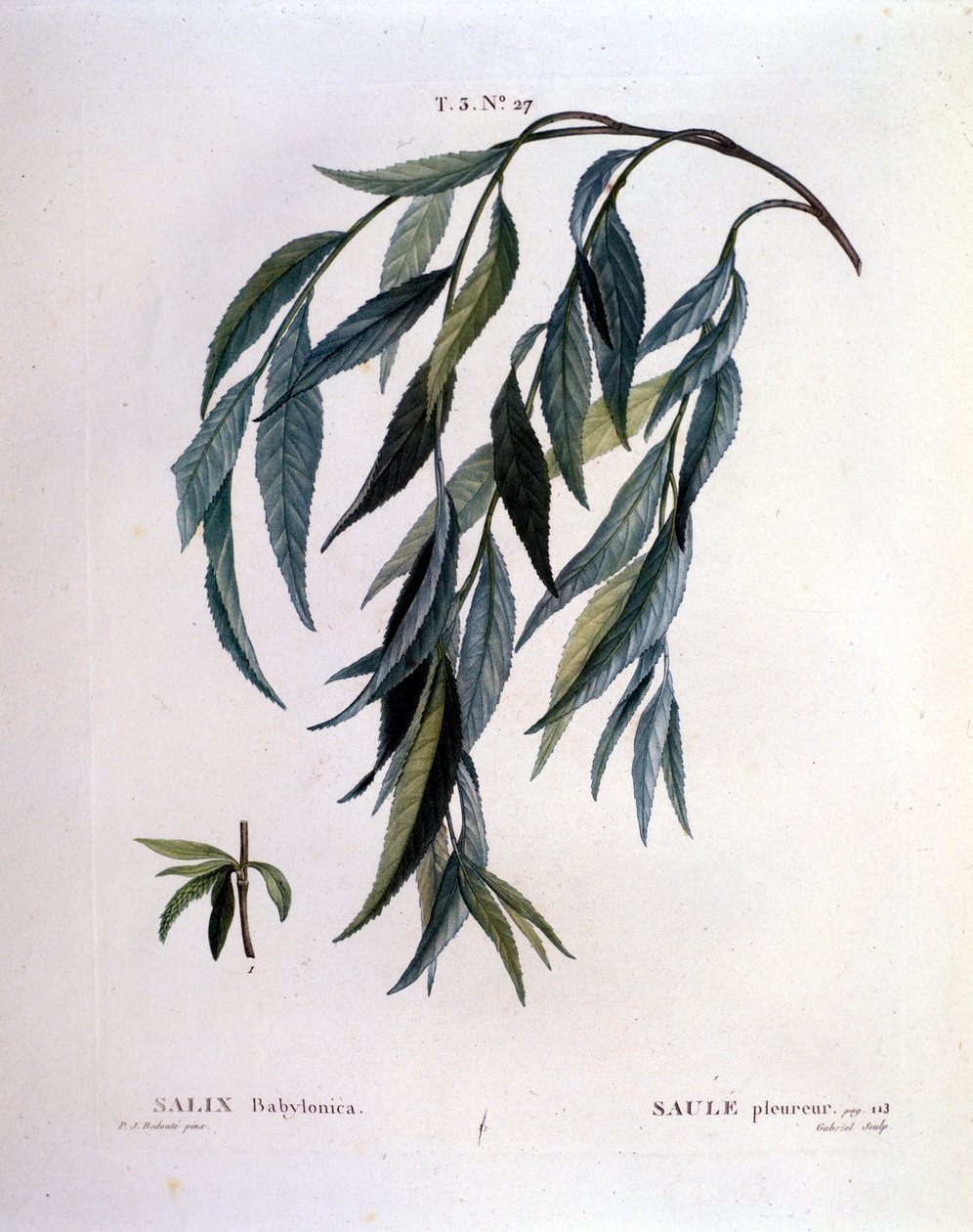 Hoja de sauce llorón (Salix babylonica) de Unknown artist