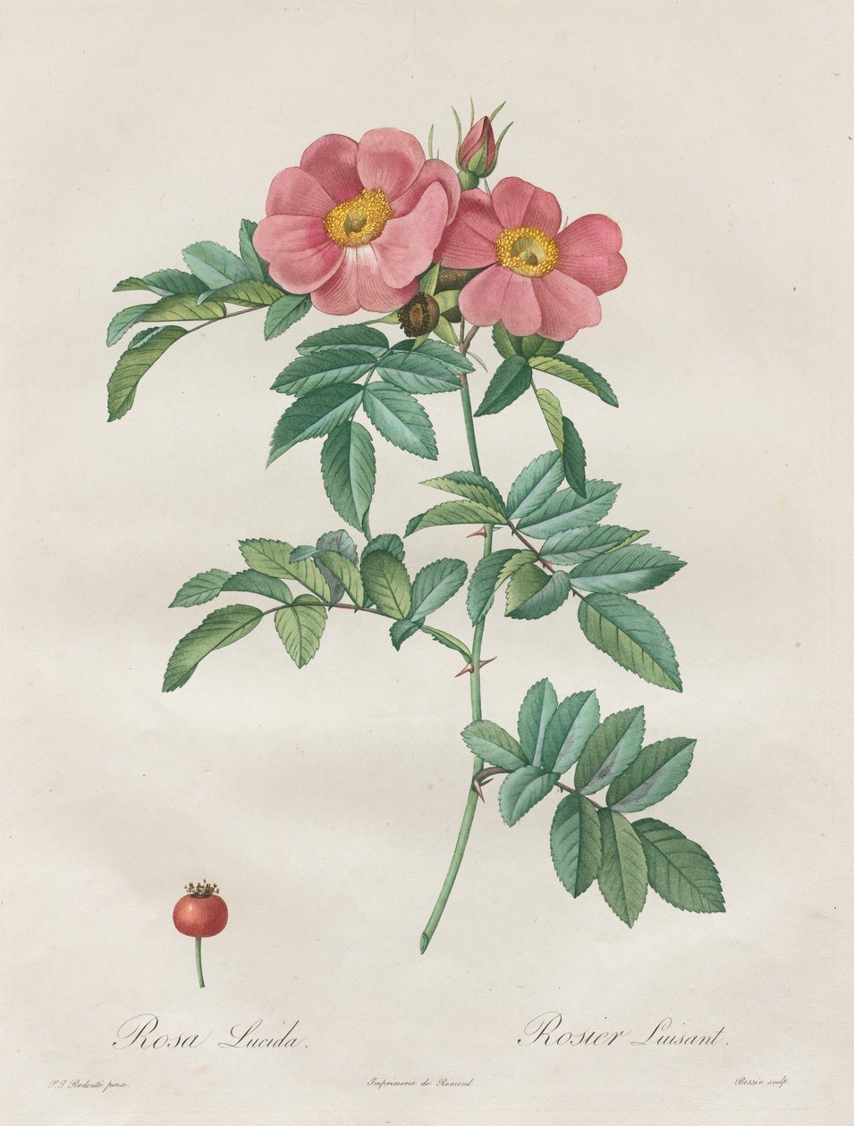 Las rosas: Rosa Lucida de Unknown artist