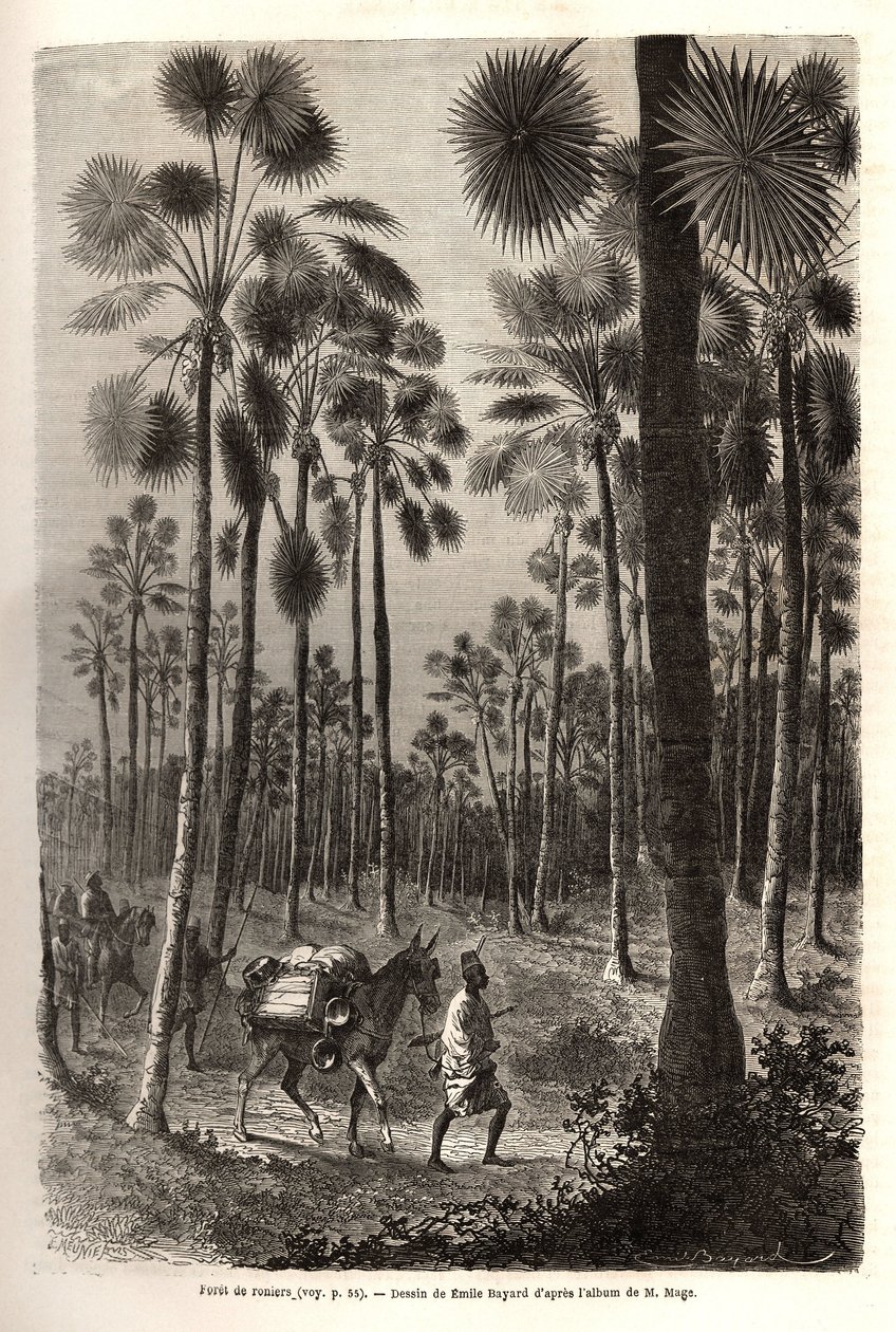La caravana del Teniente Mage progresa hacia el Níger y cruza un bosque de palmeras gigantes en la provincia de Damfa, Mali. Grabado para ilustrar el viaje al Sudán Occidental del Teniente (Marina) M.Mage, en 1863-1866, publicado en 