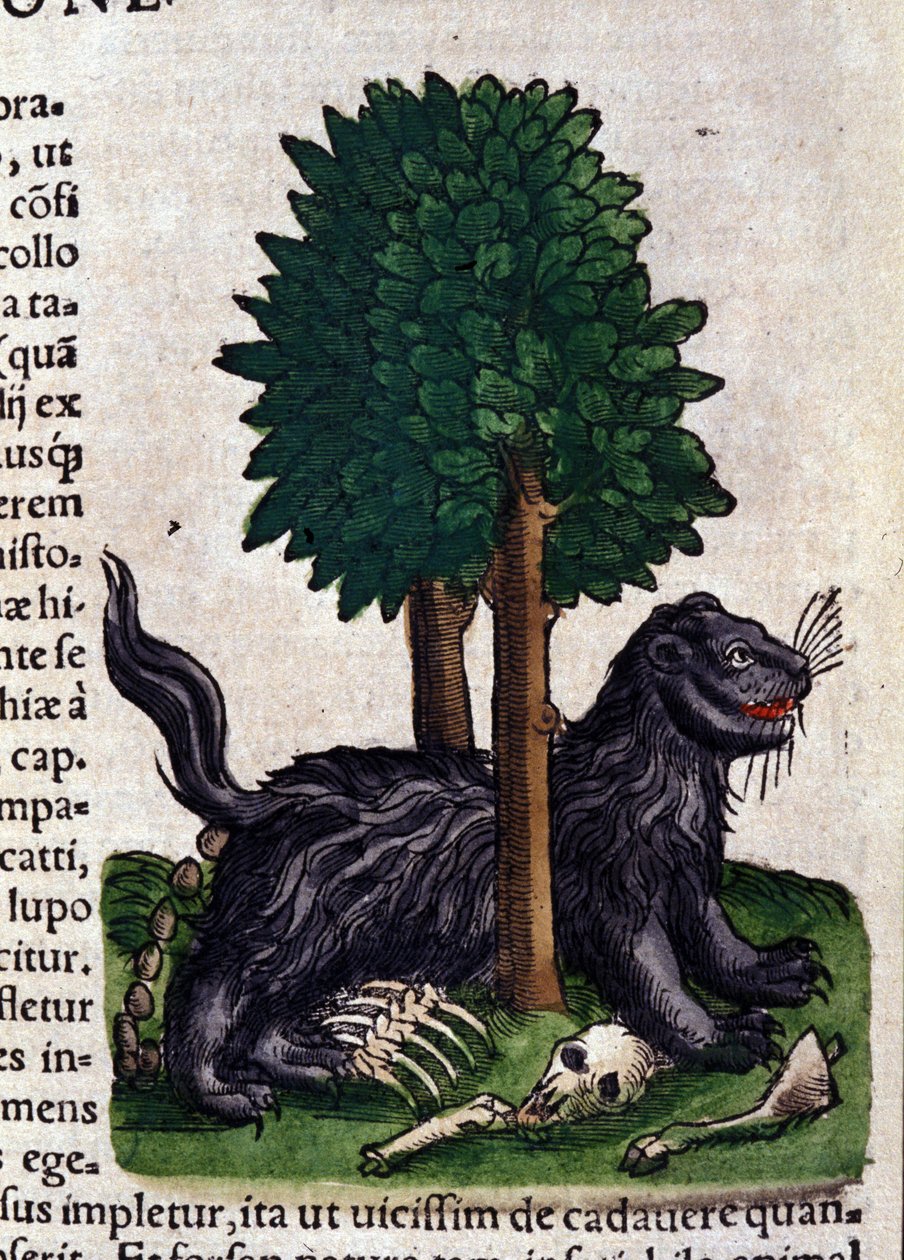 León en Historia Animalium de Conrad Gesner, Tiguri de Unknown artist