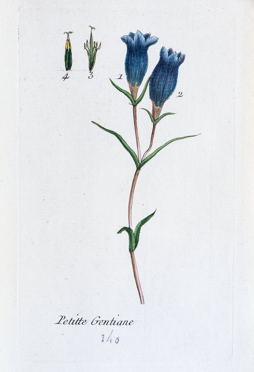 Genciana pequeña (Genciana de los pantanos de Unknown artist