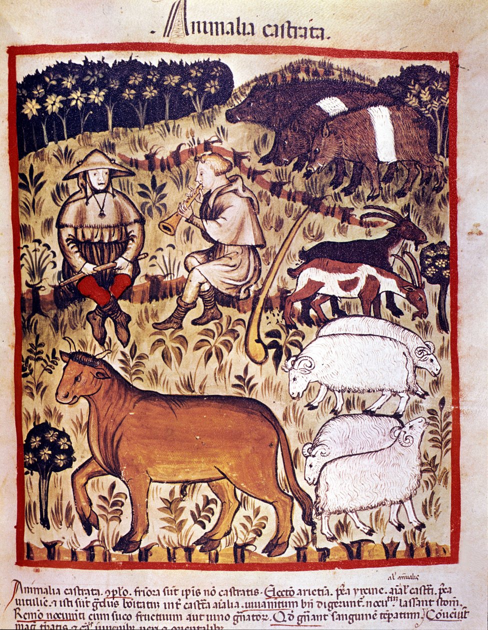 Ganado, ovejas, cabras y cerdos. Iluminación del libro de medicina y dietética “Tacuinum sanitatis” de Unknown artist