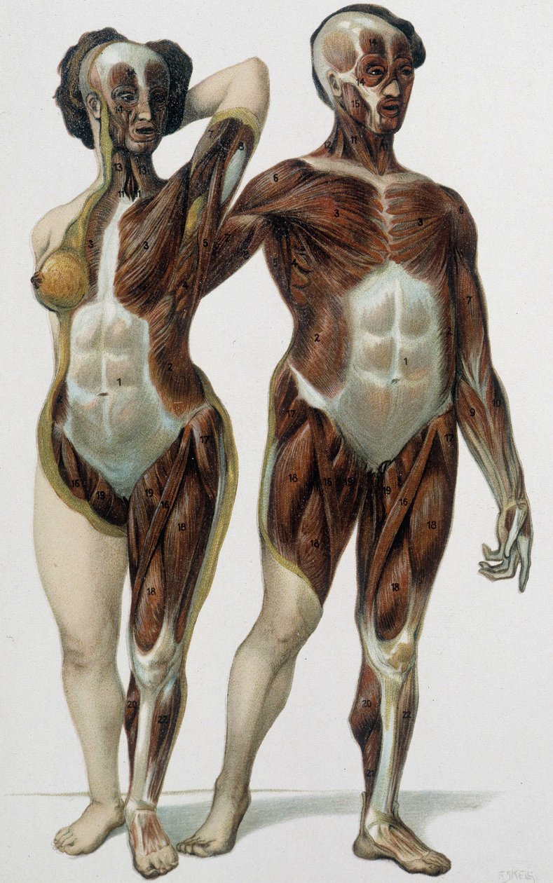 Hombre y mujer desollados: músculos - libro de medicina, finales del siglo XIX de Unknown artist