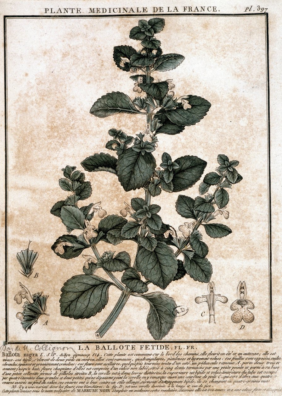 Planta medicinal de Francia: la belota fétida de Unknown artist