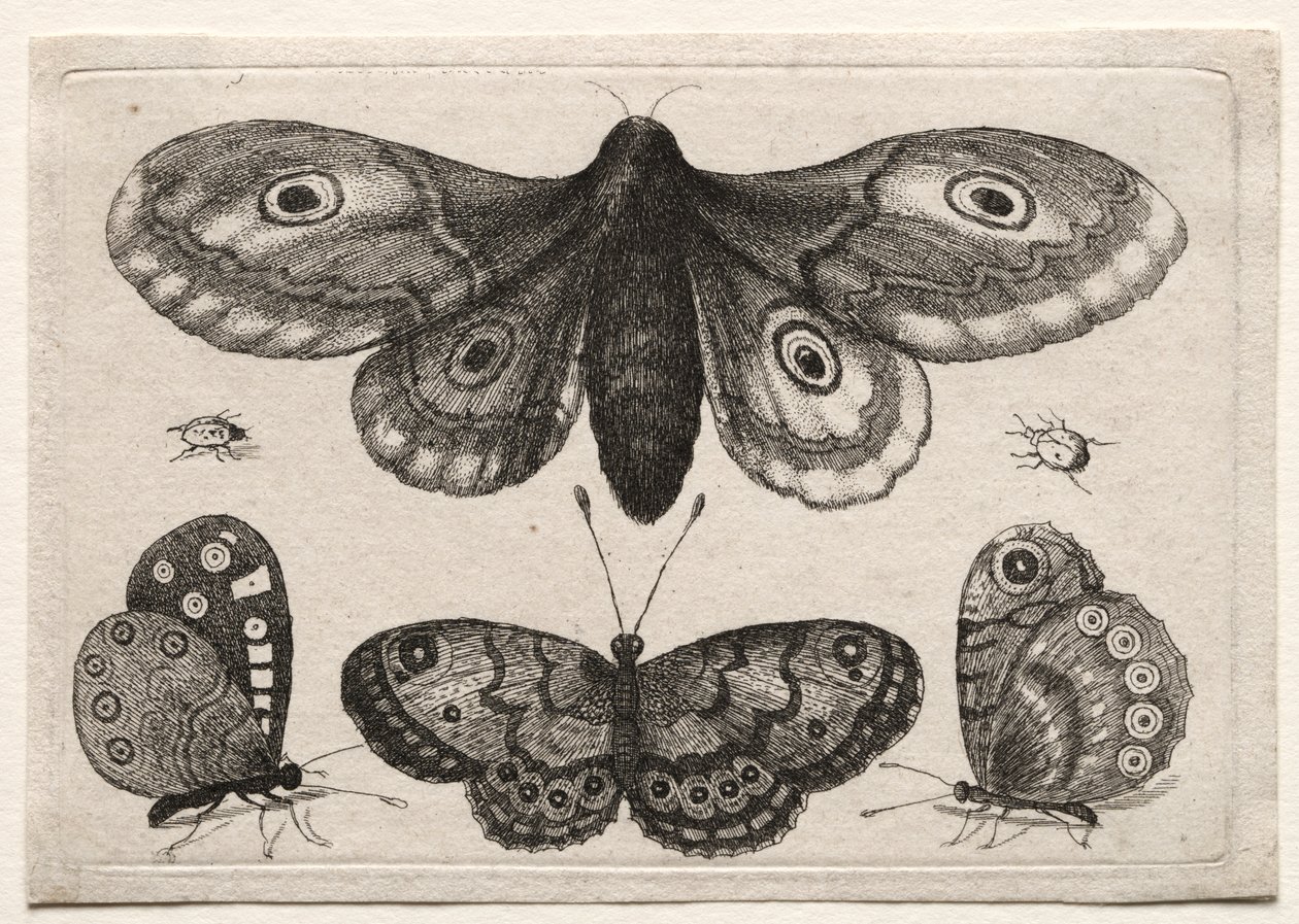 Moscas y gusanos de escarabajo de varias formas y formas: una polilla, tres mariposas y dos escarabajos de Unknown artist