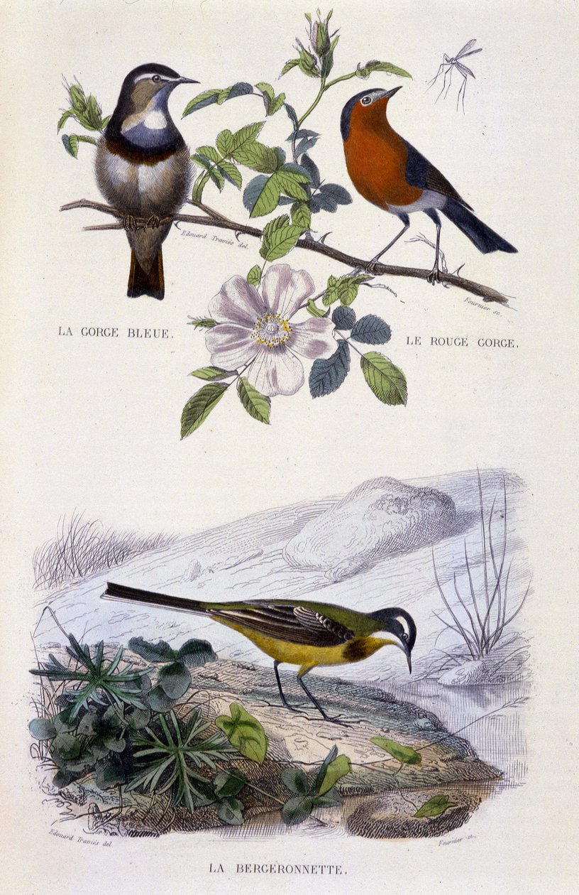 Placa de Historia Natural: Aves: La gorge-bleu (Gorge Bleue), le rouge-gorge (Rouge Gorge) et la bergeronnette - en “Obras de Buffon, T.5, ed. Fume Jouvet & Cie de Unknown artist