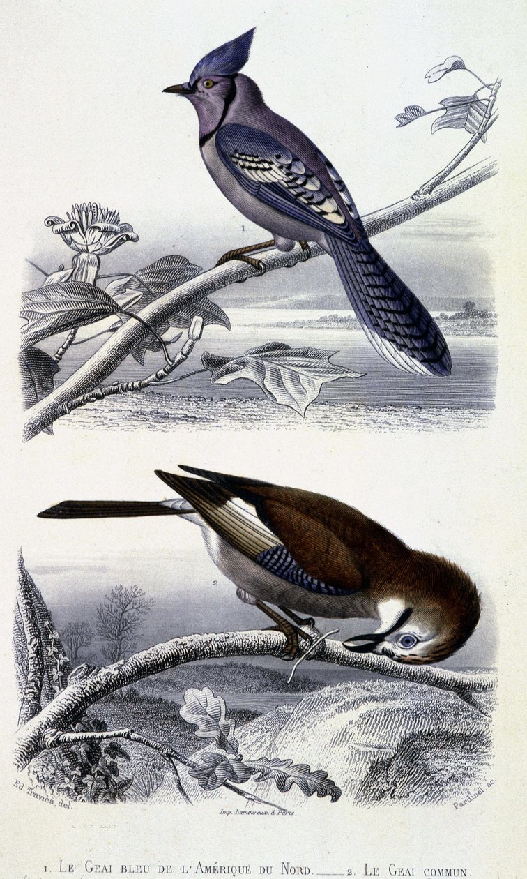 Placa de Historia Natural: Aves: El Arrendajo Azul de América del Norte y el Arrendajo Común - en “Obras de Buffon, T.5, ed. Fume Jouvet & Cie de Unknown artist