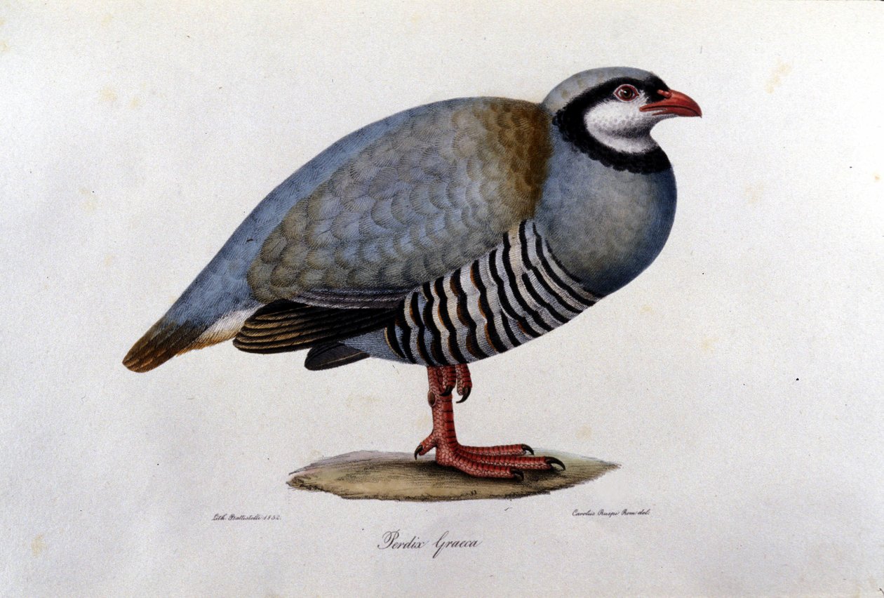 Lámina de historia natural representando una perdiz griega. Grabado del siglo XIX. de Unknown artist