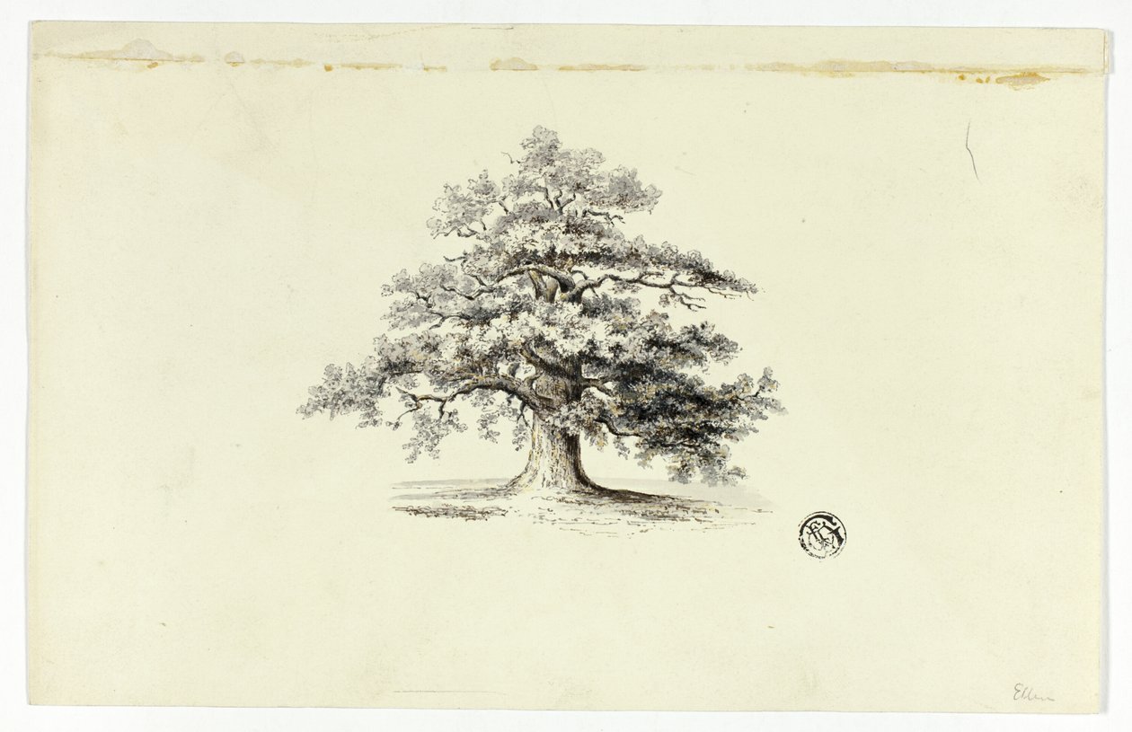 Roble de Unknown artist