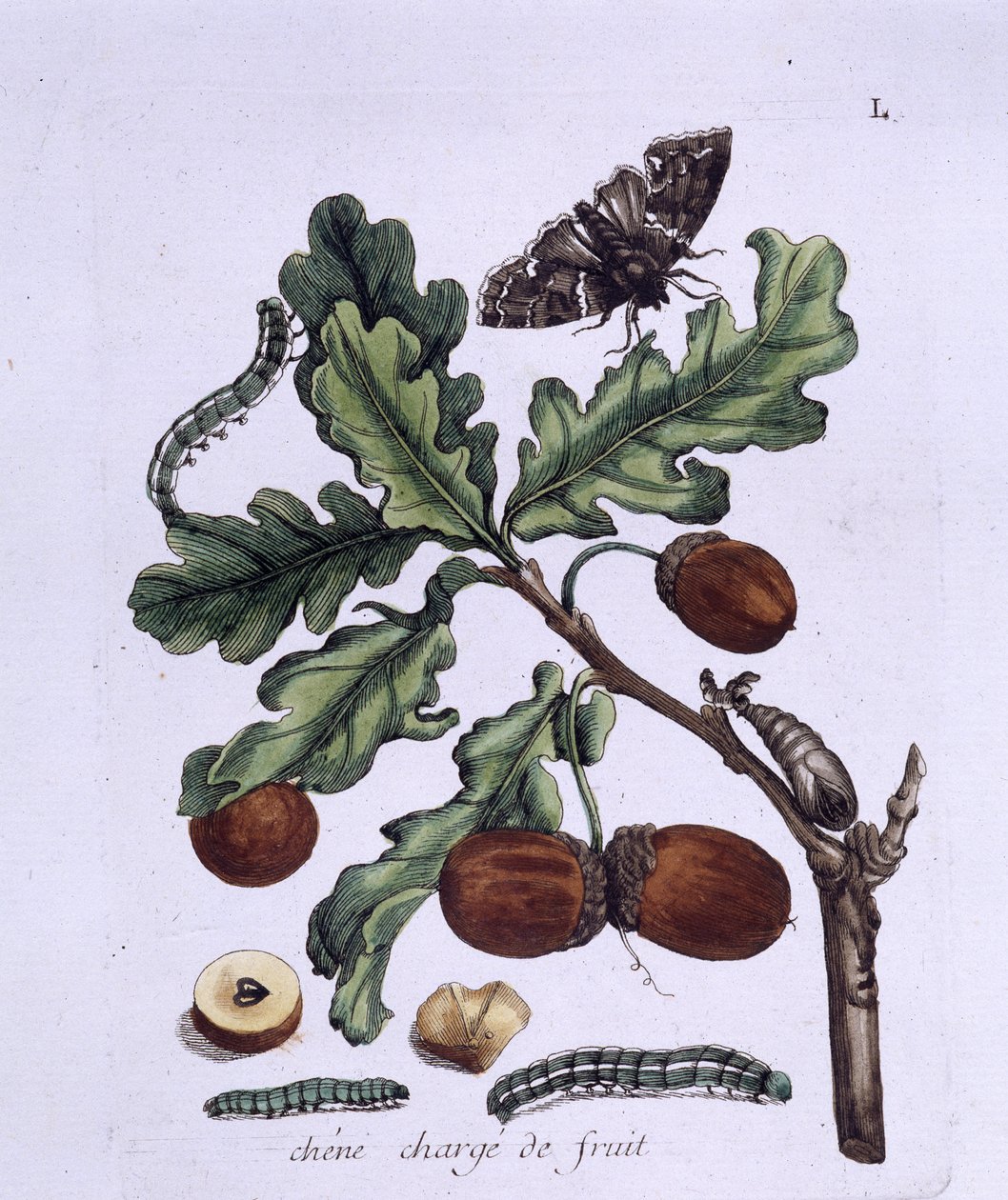 Fruto del roble: bellotas, mariposas y orugas de Unknown artist