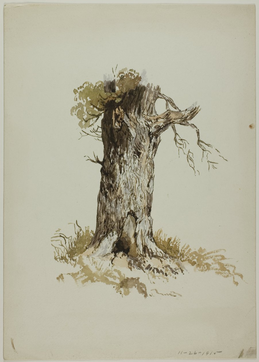 Tronco de árbol viejo (anverso); Tronco de árbol viejo (reverso) de Unknown artist