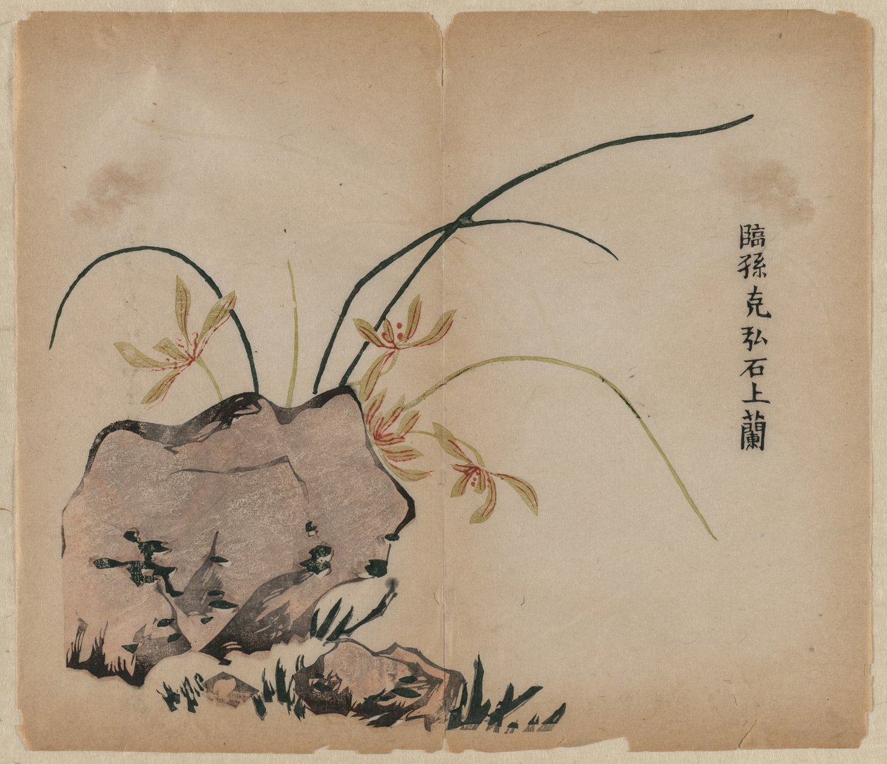 Orquídea en rocas de Unknown artist