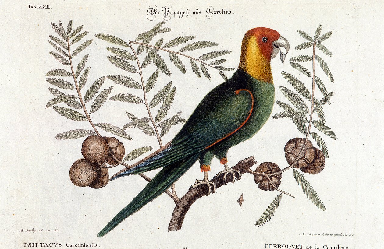 Ornitología: loro de Carolina (Psittacus caroliniensis) de Unknown artist