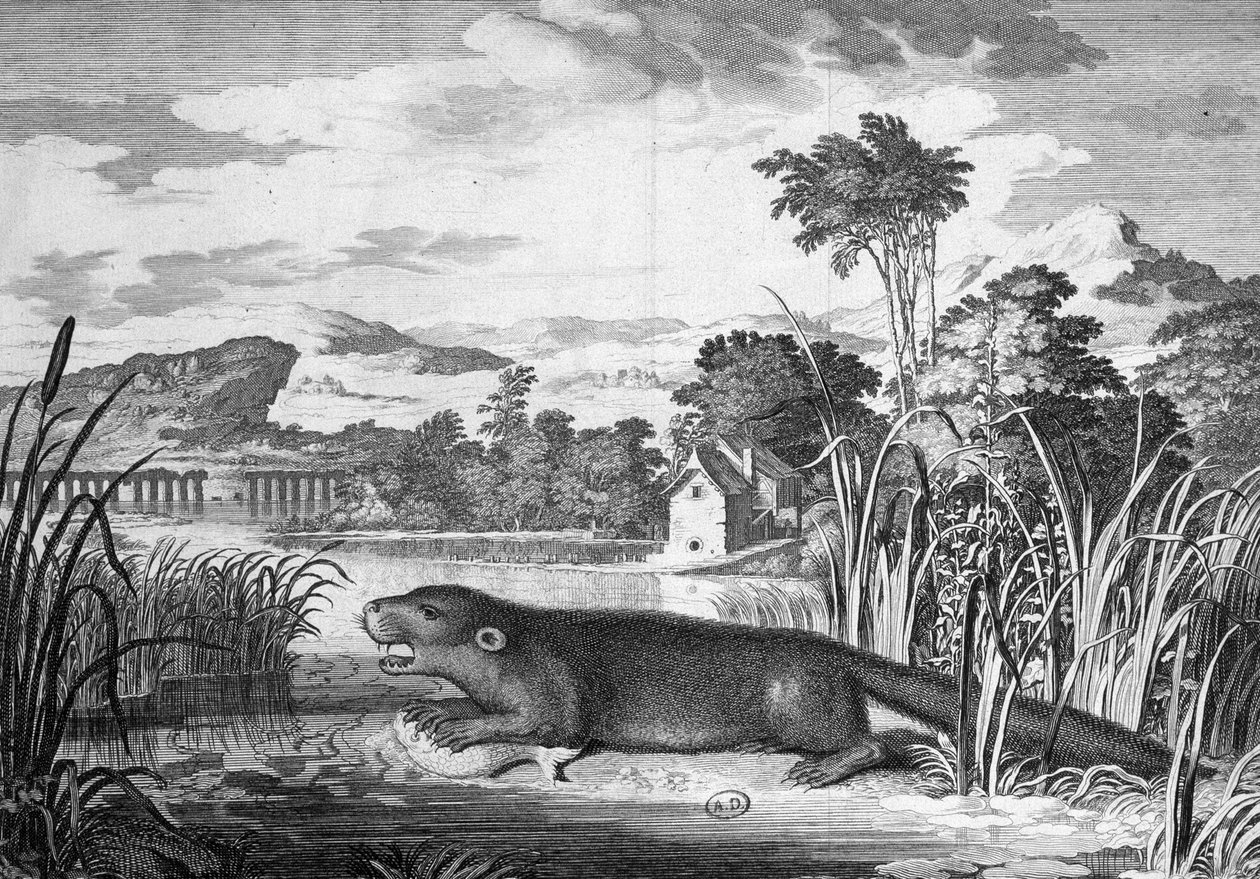 Nutria - grabado de Unknown artist