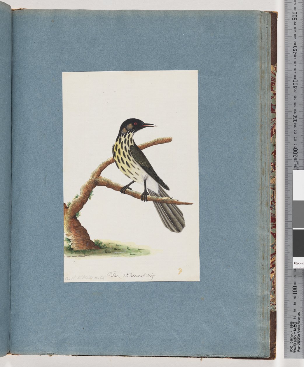 Página 100. Melífaga de Nueva Holanda. Certhia Novae Hollandiae de Unknown artist