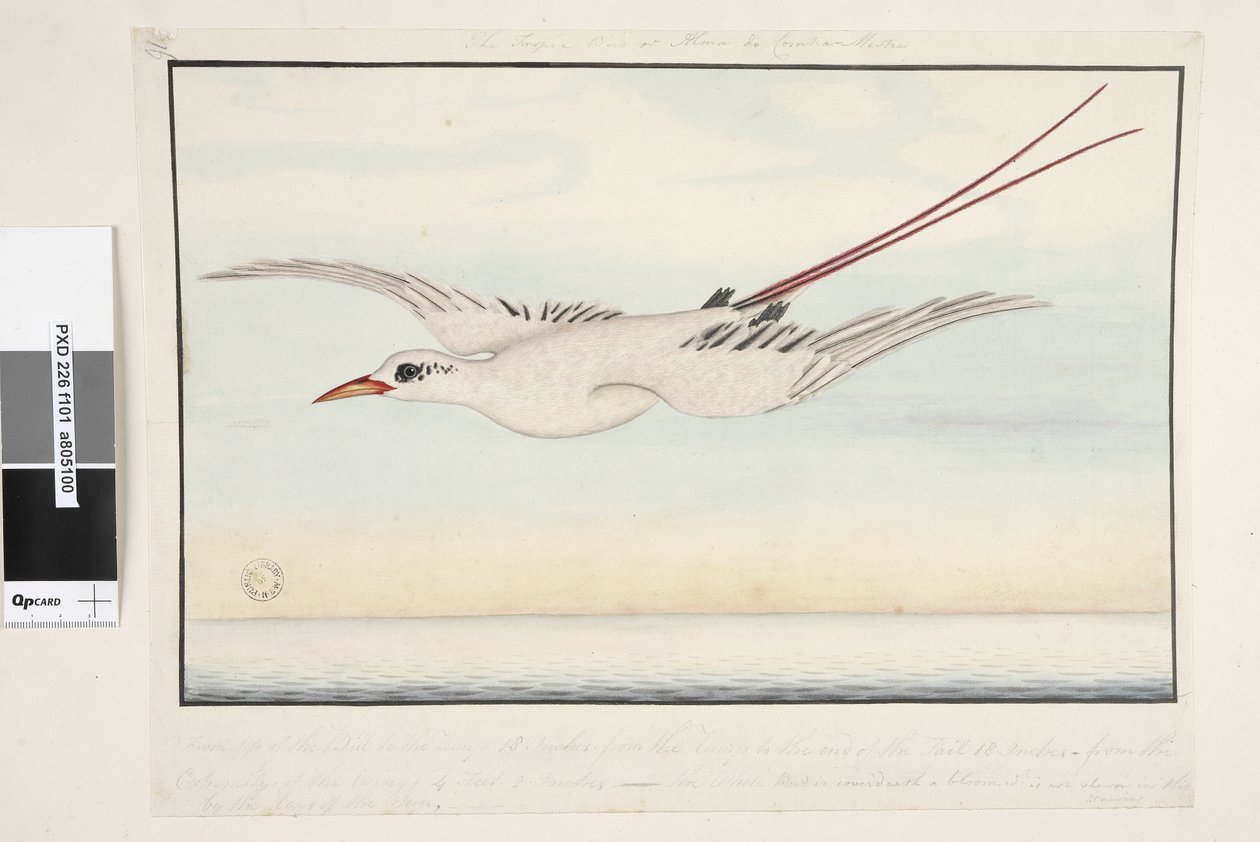El Pájaro Trópico de Unknown artist
