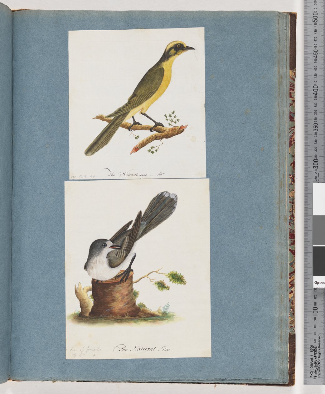 Página 101. Melífago de penacho amarillo. 102. Pájaro no identificado de Unknown artist