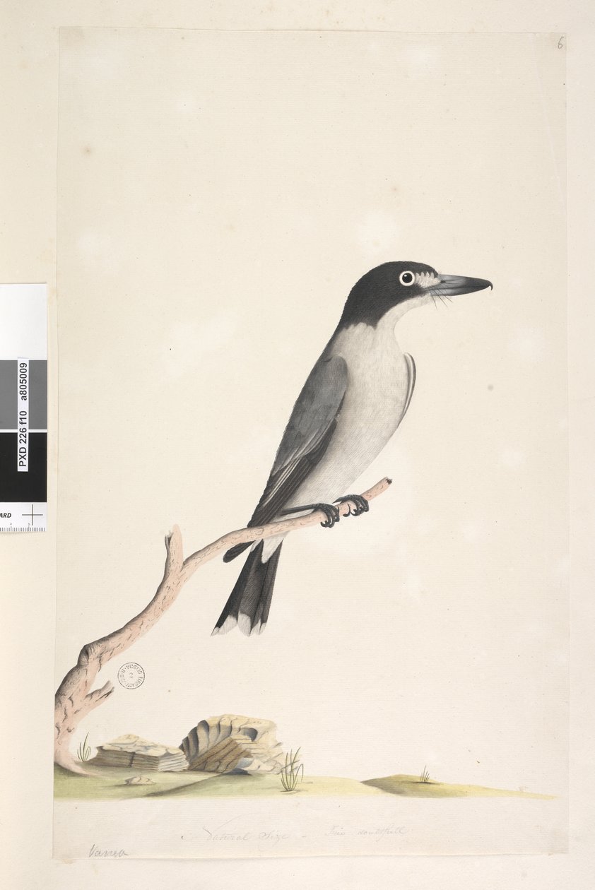 Página 10. Vanga. tamaño natural. Pájaro carnicero gris Cracticus torquatis macho, 1791-92 de Unknown artist