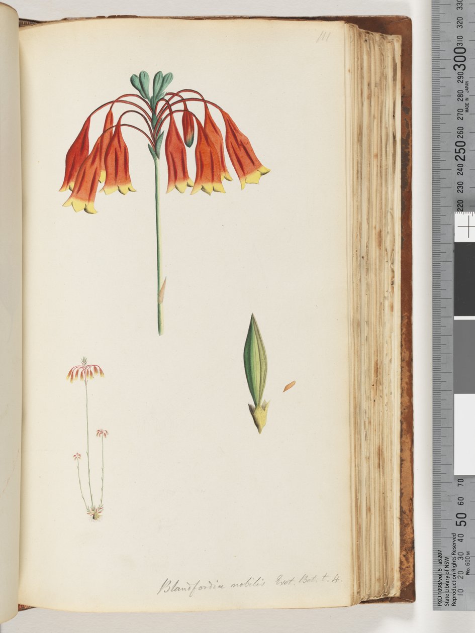Página 111. Blandfordia nobilis Exot. Bot. t. 4. Campana de Navidad de Unknown artist