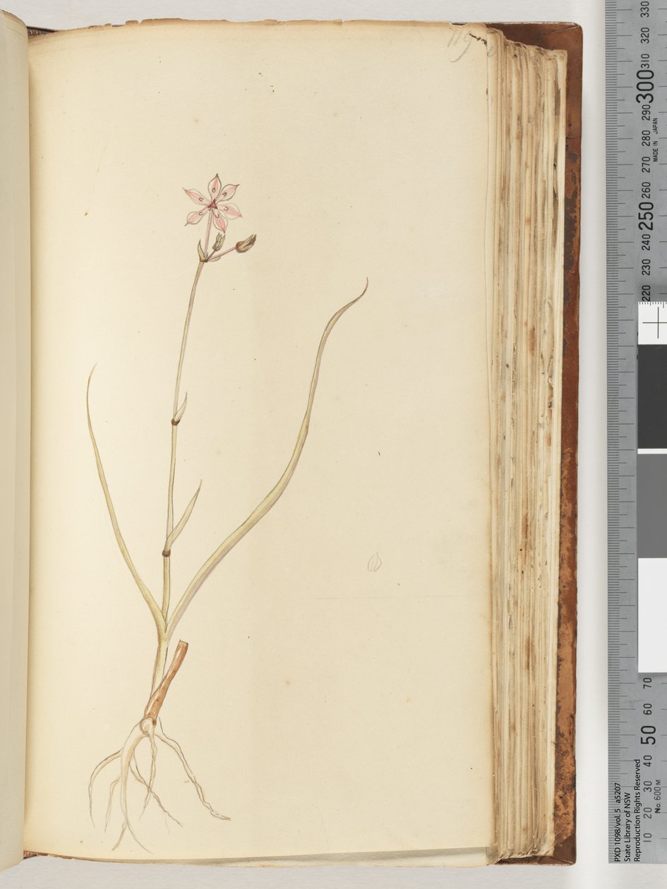 Página 119. Sin inscripción, dibujo inacabado, planta no identificada de Unknown artist