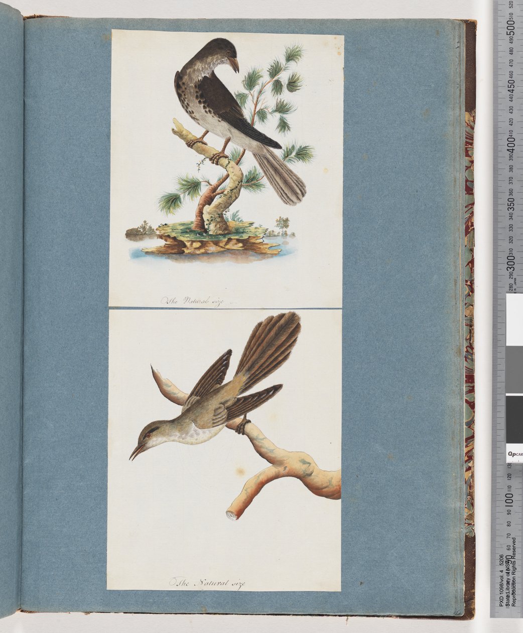 Página 119. Pájaro no identificado. 120. Pájaro no identificado de Unknown artist