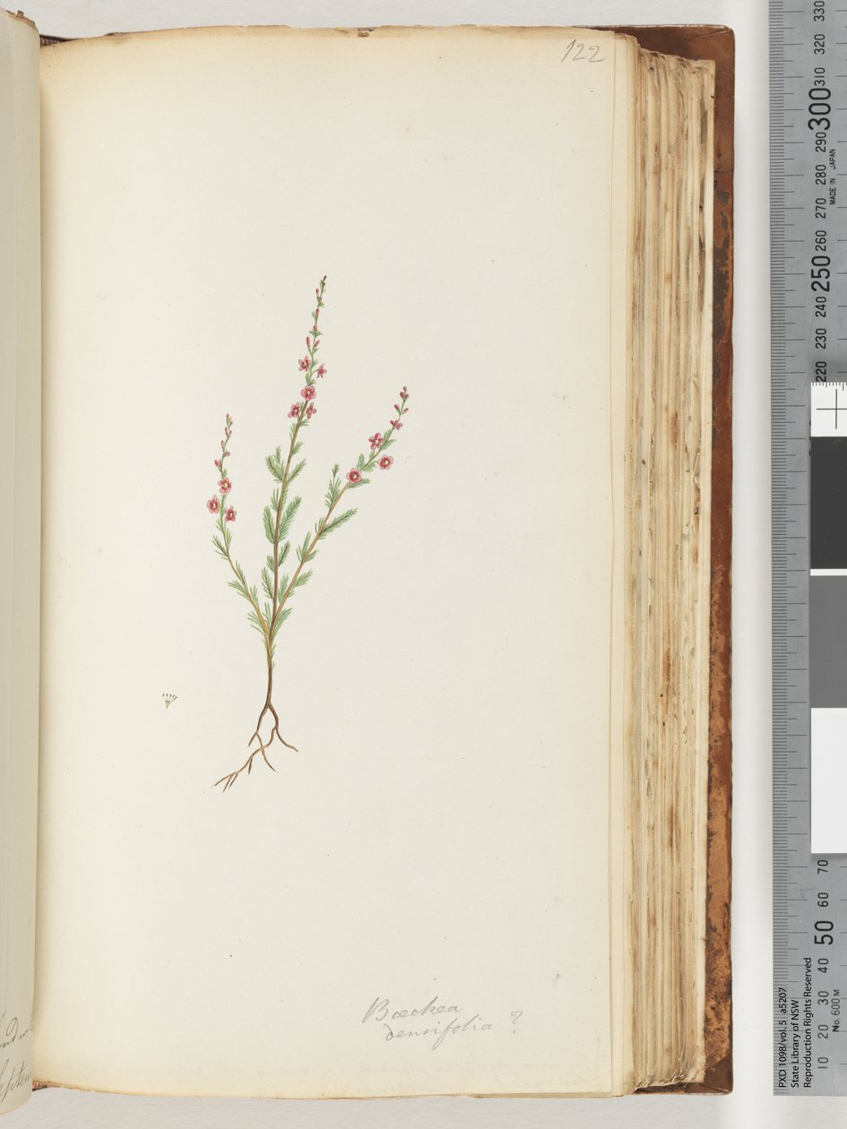 Página 122. Baeckea densifolia, posiblemente de Unknown artist