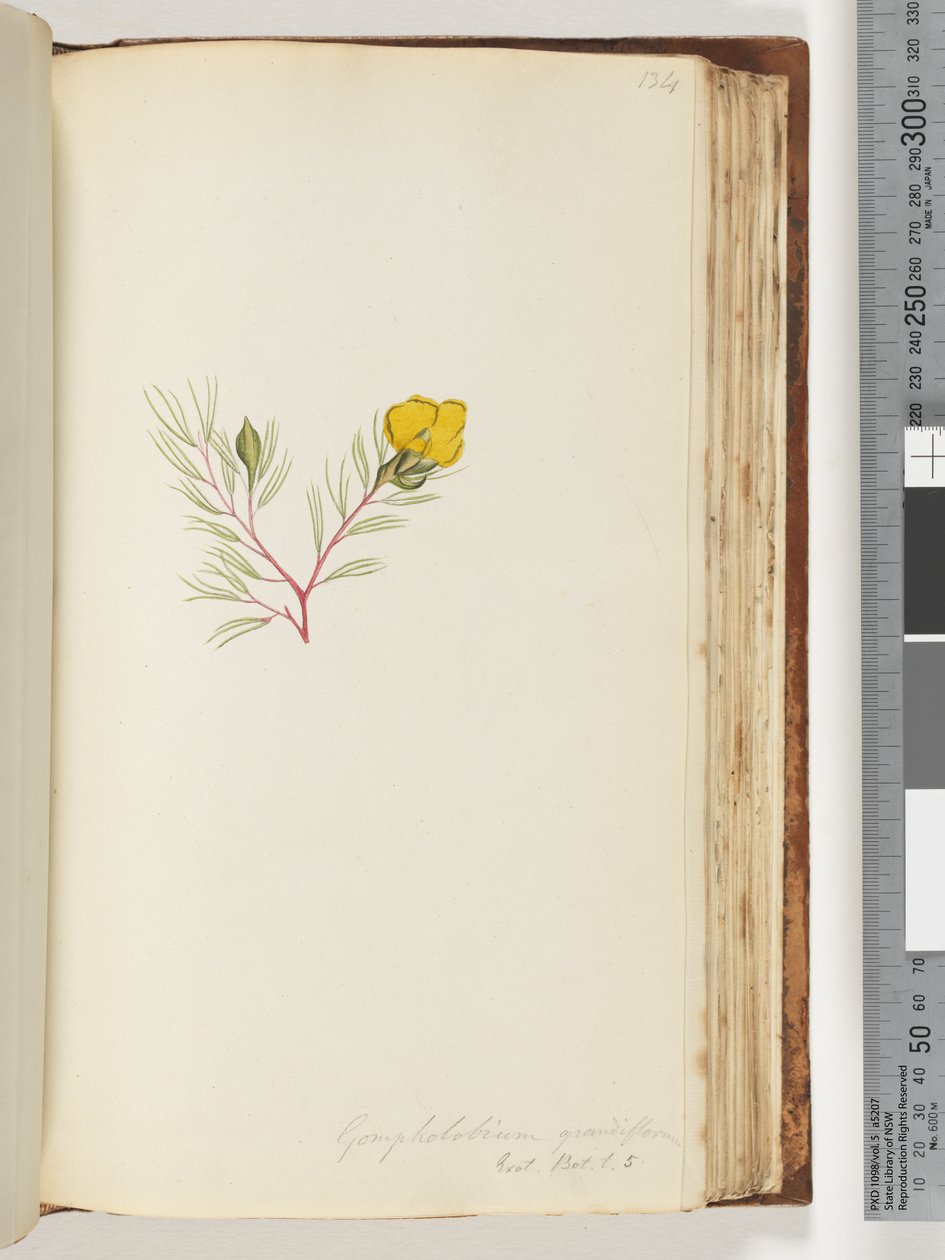 Página 134. Gompholobium grandiflorum / Exot. Bot. t. 5 de Unknown artist