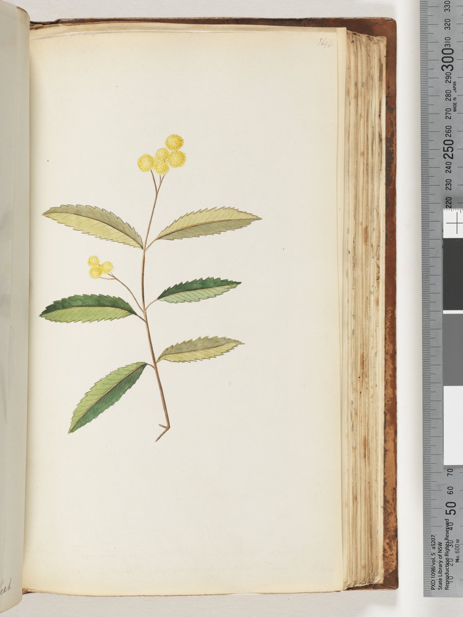 Página 140. Flor no identificada, octubre de 1794 de Unknown artist