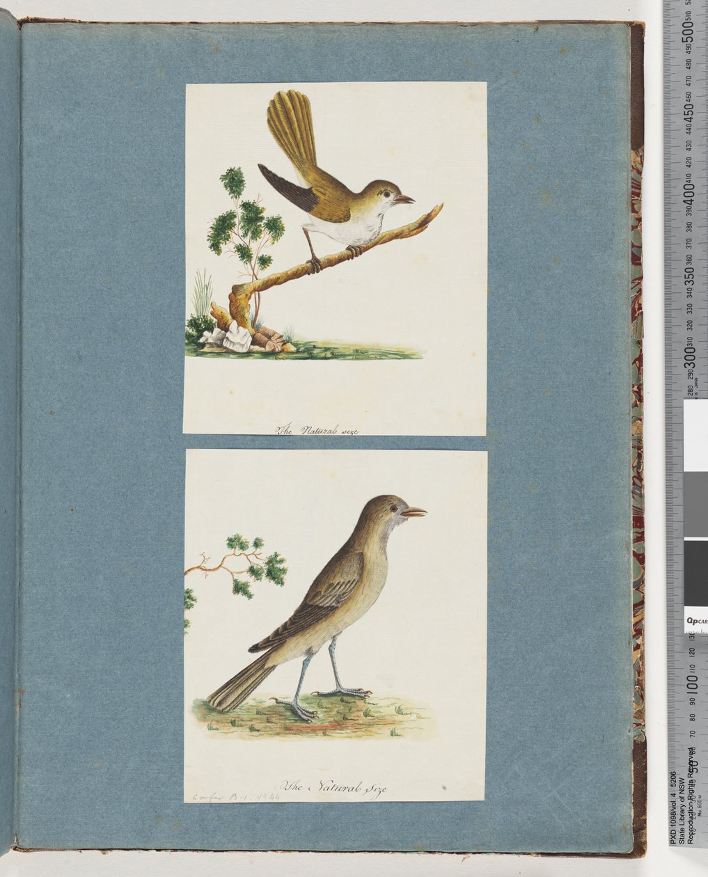 Página 142. Pájaro no identificado. 143. Pájaro no identificado de Unknown artist