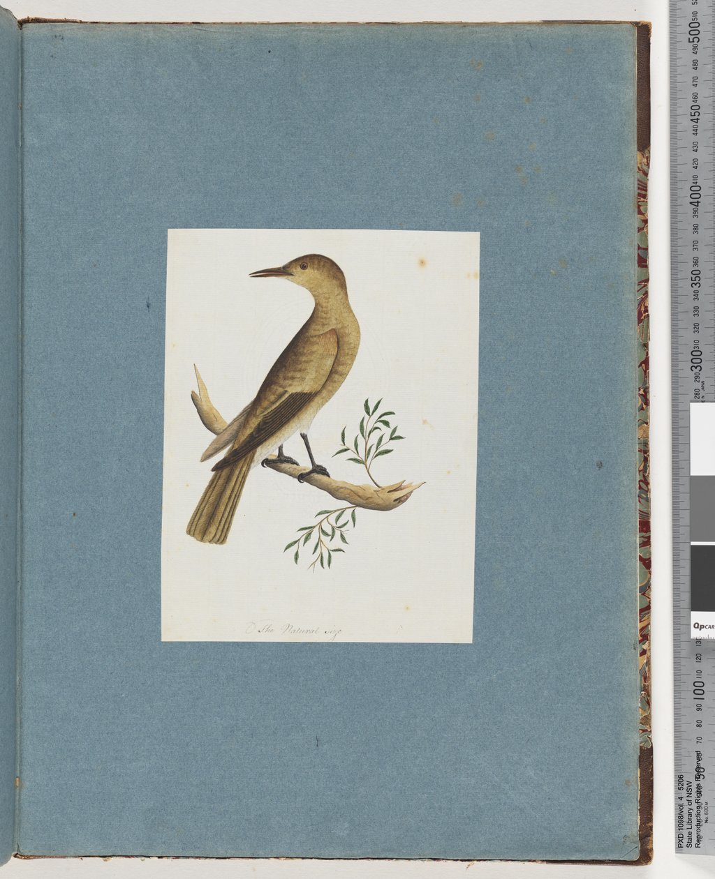 Página 144. Pájaro no identificado de Unknown artist