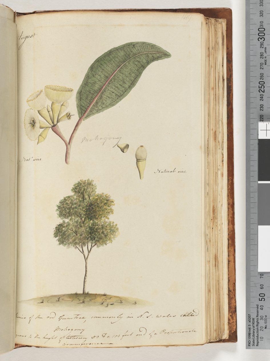 Página 149. Tamaño natural, una especie de árbol de goma roja, comúnmente llamado en N.S.W, Mohogony de Unknown artist