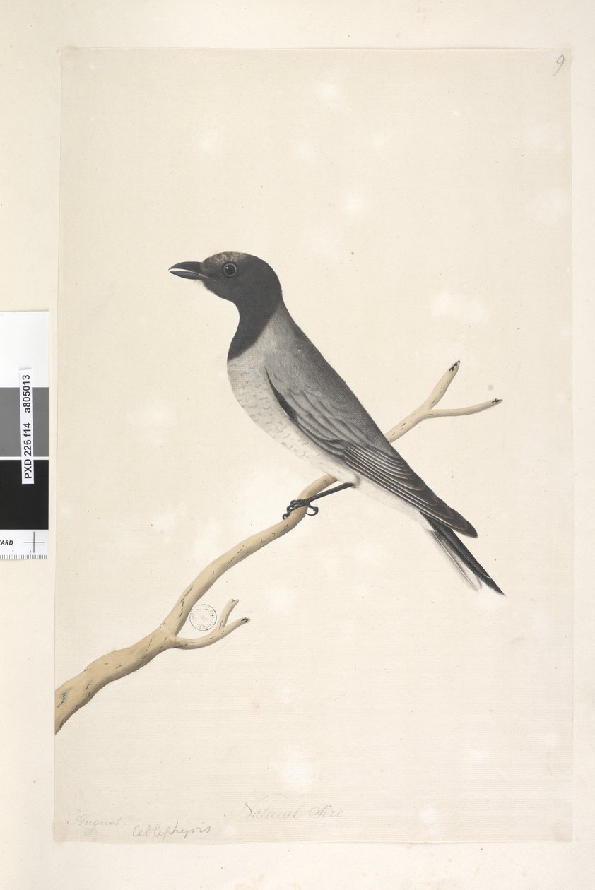 Página 14. Ceblephyris. sobre el título en otra mano Agosto. Tamaño natural Pequeño Cuco, Alcaudón? Coracina robusta, 1791-92 de Unknown artist