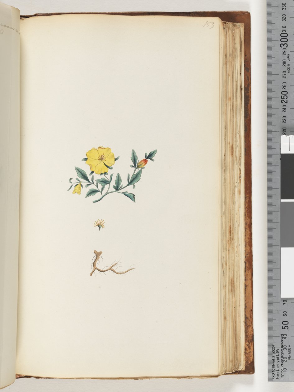 Página 153. Planta no identificada de Unknown artist