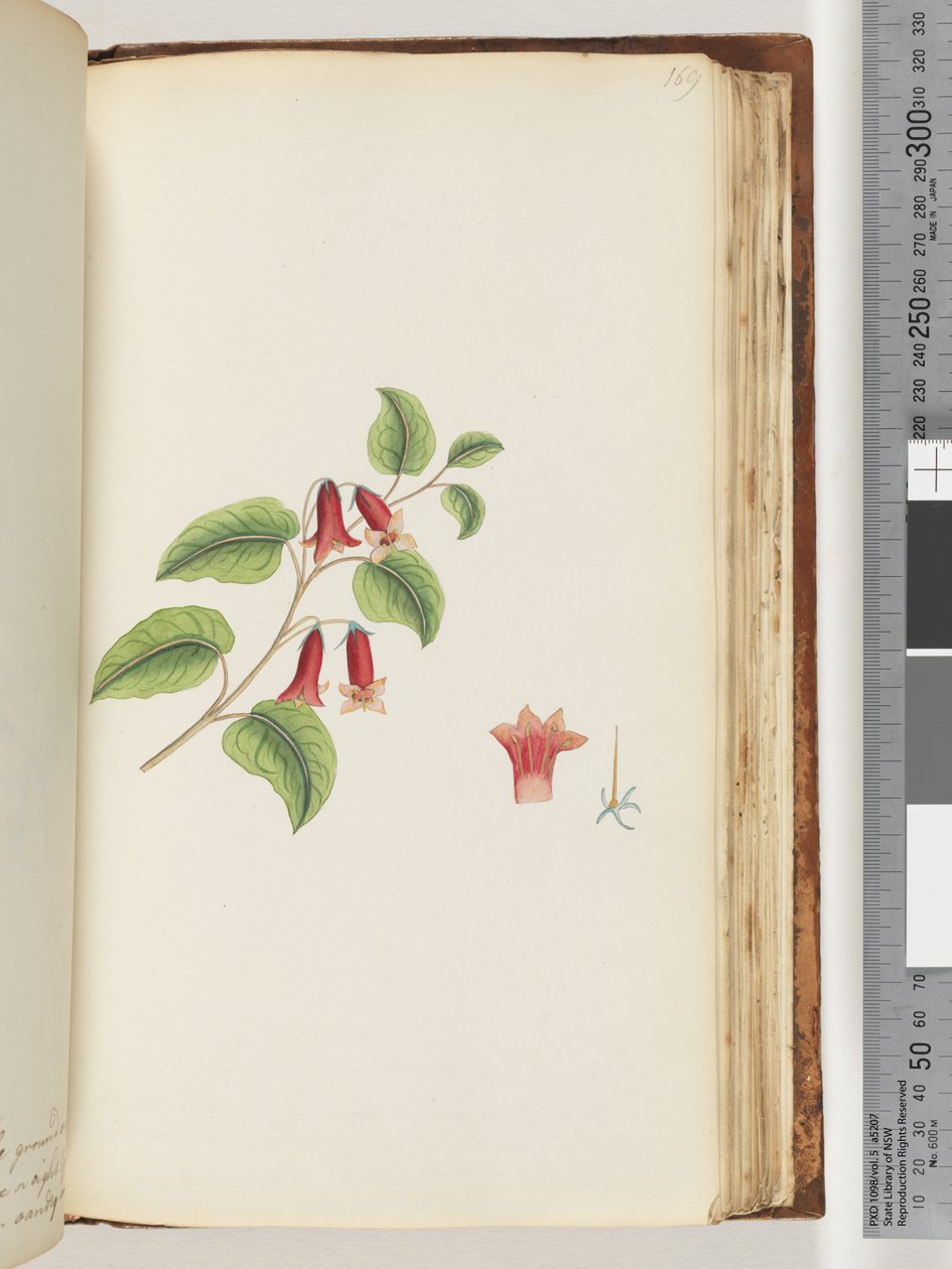 Página 169. Planta con flores sin nombre de Unknown artist