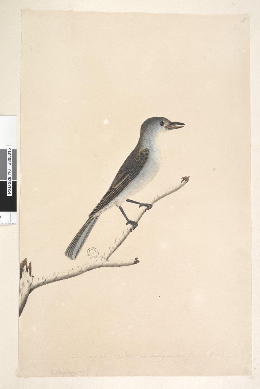 Zorzal Gris de Unknown artist
