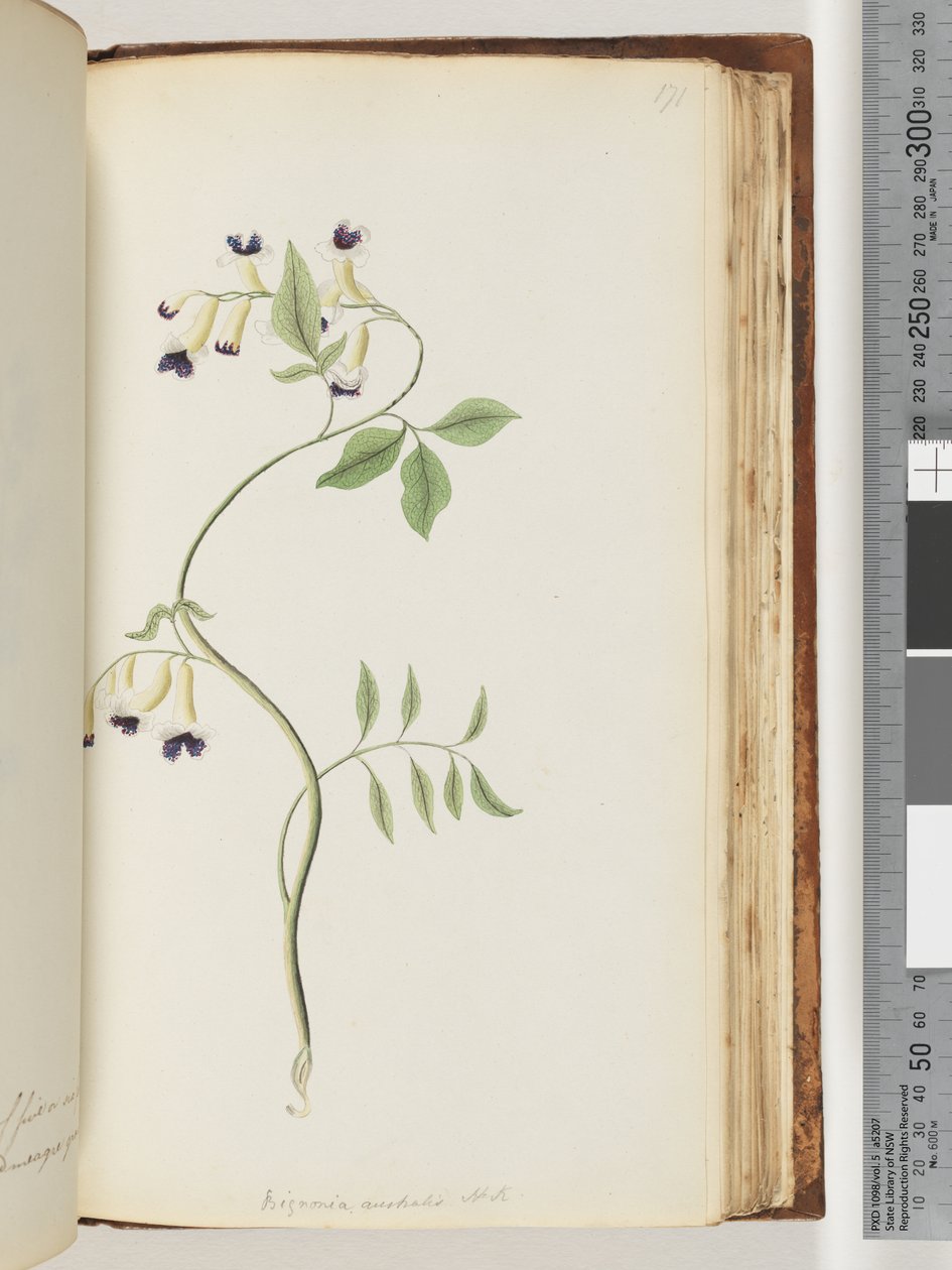 Página 171. Bignonia australis H.K de Unknown artist