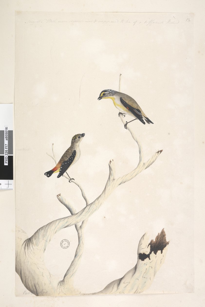 Página 17. Pardalotus. a lo largo del borde superior en diferente mano agosto. Ambos dibujados a tamaño natural. añadido en tercera mano y se supone que es de un tipo diferente Pardalote manchado y Pardalote estriado oriental Pardalotus punctatus y Pardalo de Unknown artist
