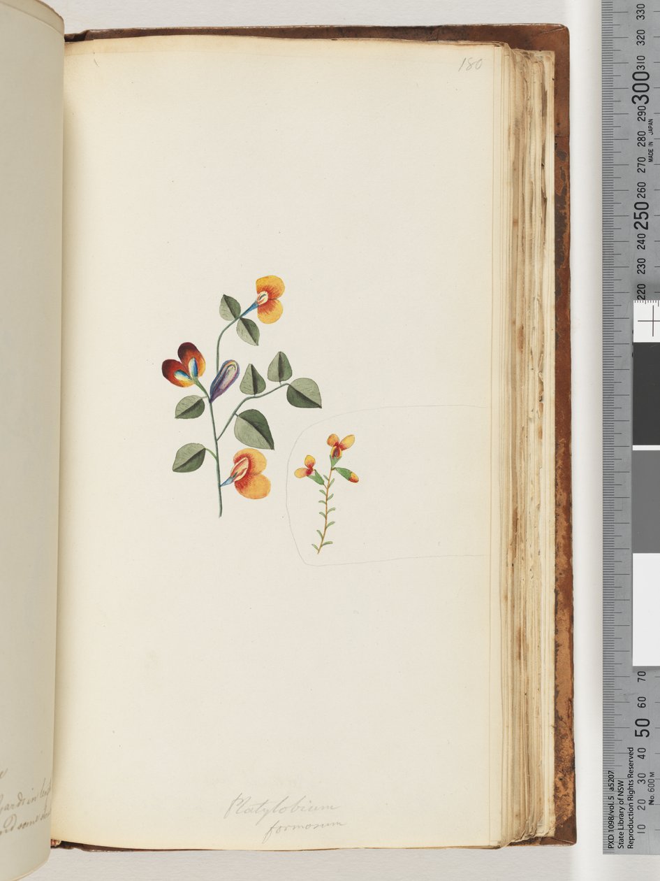 Página 180. Platylobium formosum (Guisante Plano Hermoso) de Unknown artist