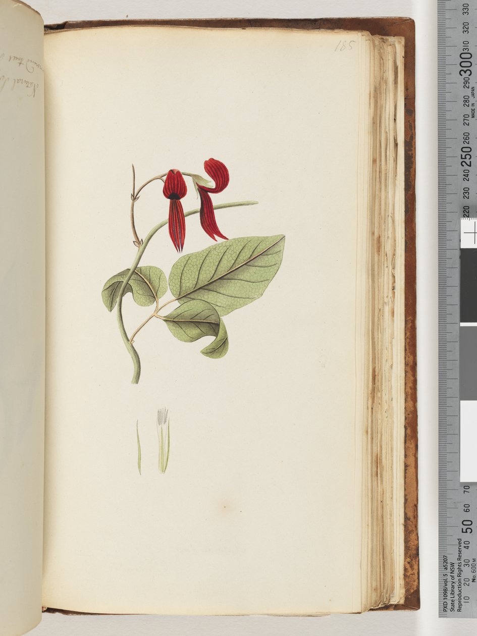 Página 185. Planta no identificada de Unknown artist