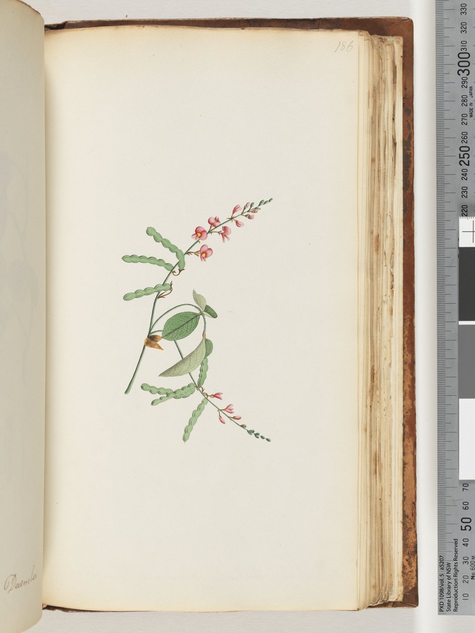 Página 186. Planta con flores, una enredadera de Unknown artist