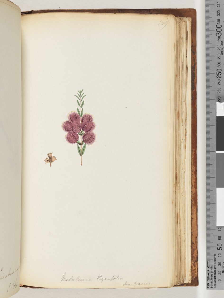 Página 189. Melaleuca thymifolia. Lin: Transac de Unknown artist