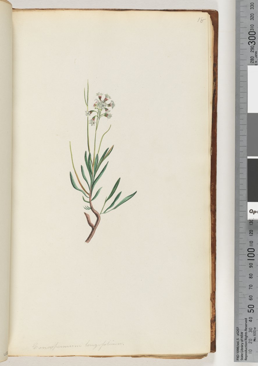 Página 18. Conospermum longifolium Coneseeds de hoja larga de Unknown artist