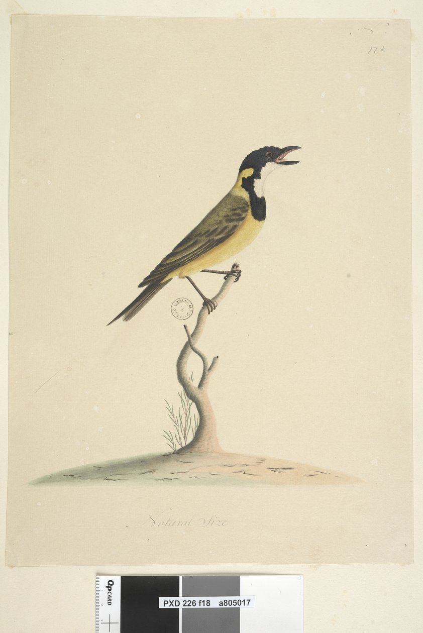 Página 18. Tamaño natural Silbador Dorado Pachycephala pectoralis, macho, 1791-92 de Unknown artist