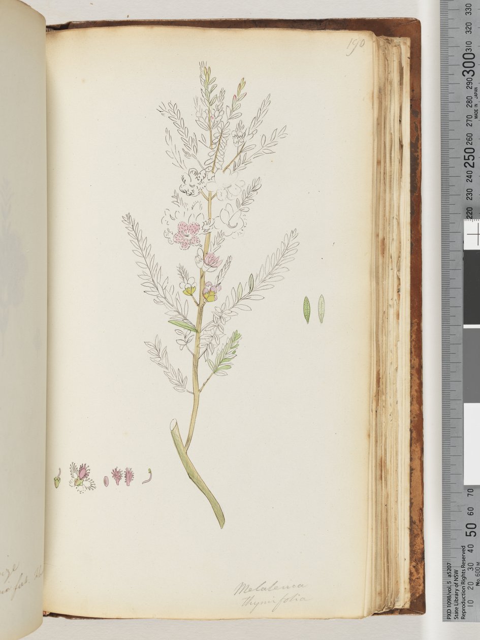 Página 190. Melaleuca thymifolia / Miel de Tomillo, mirto de Unknown artist