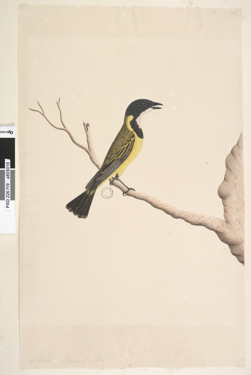 Página 19. Abril. Tamaño natural. Golden Whistler Pachycephala pectoralis, macho, 1791-92 de Unknown artist