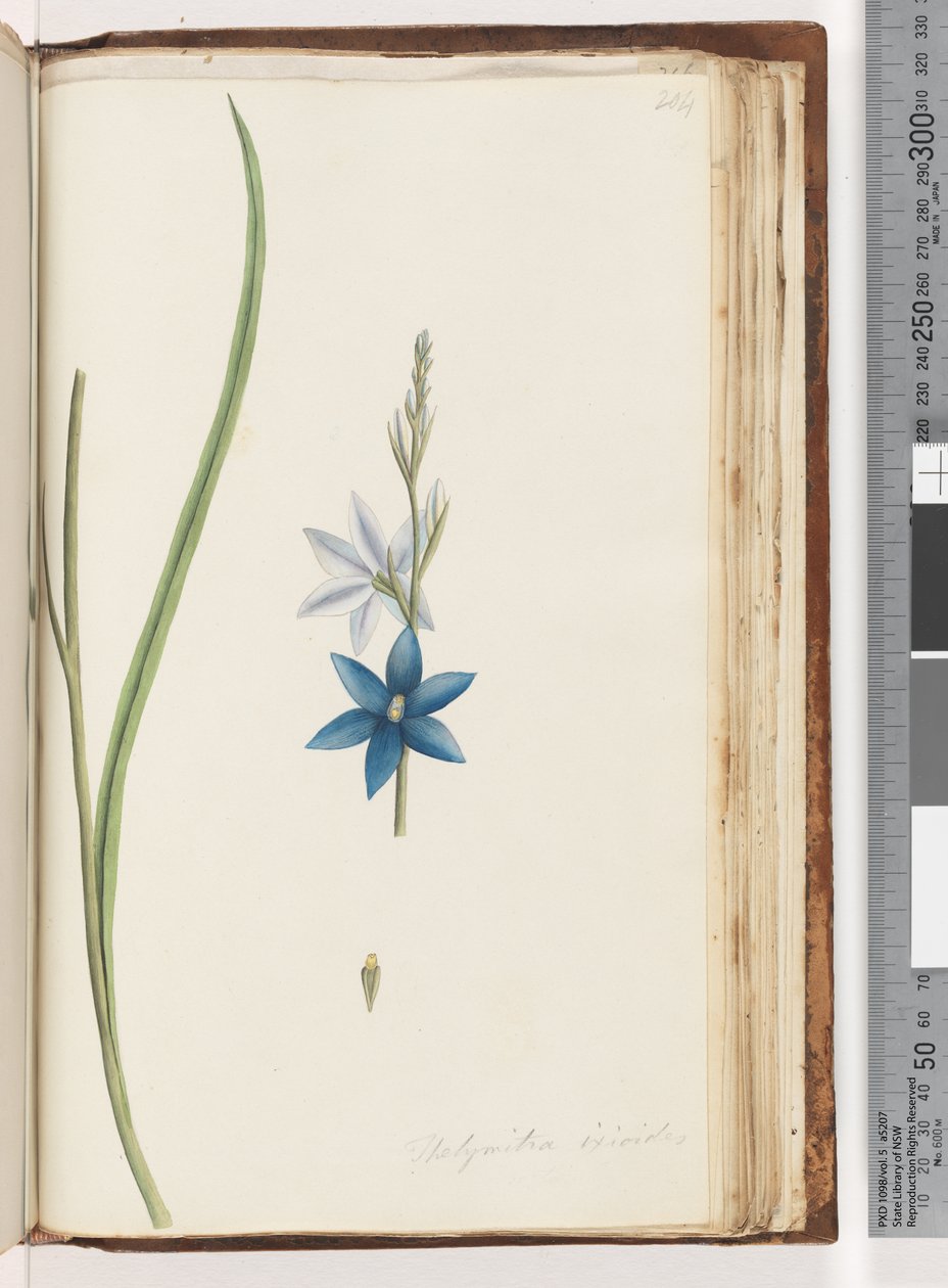 Página 204. Thelymitra ixiodes / Orquídea del Sol Manchada de Unknown artist