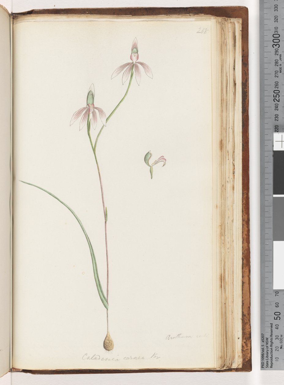 Página 208. Arethusa certe? Caladenia carnea Br / Orquídea de dedos rosados de Unknown artist