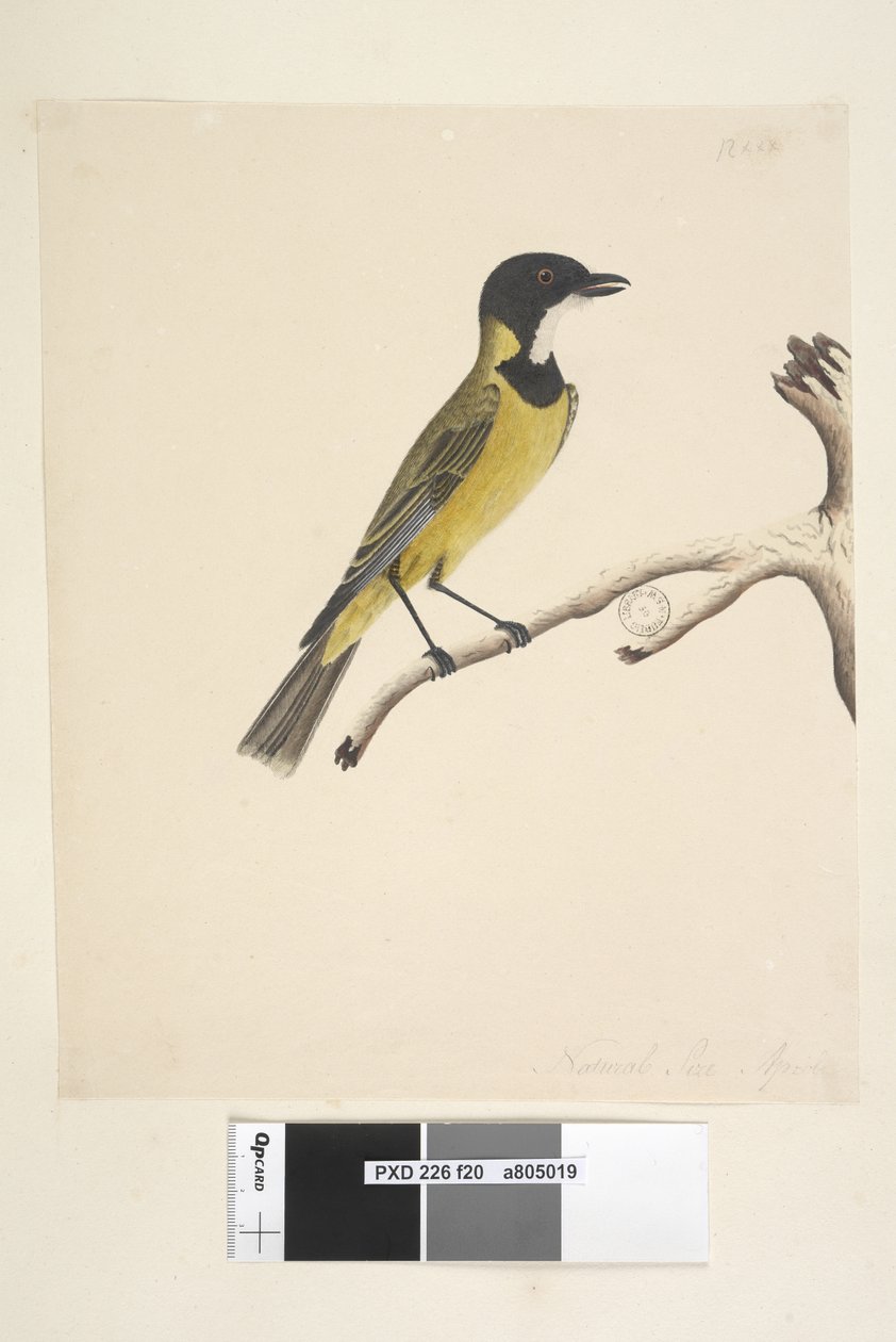 Página 20. Tamaño natural. Abril Golden Whistler Pachycephala pectoralis, macho, 1791-92 de Unknown artist