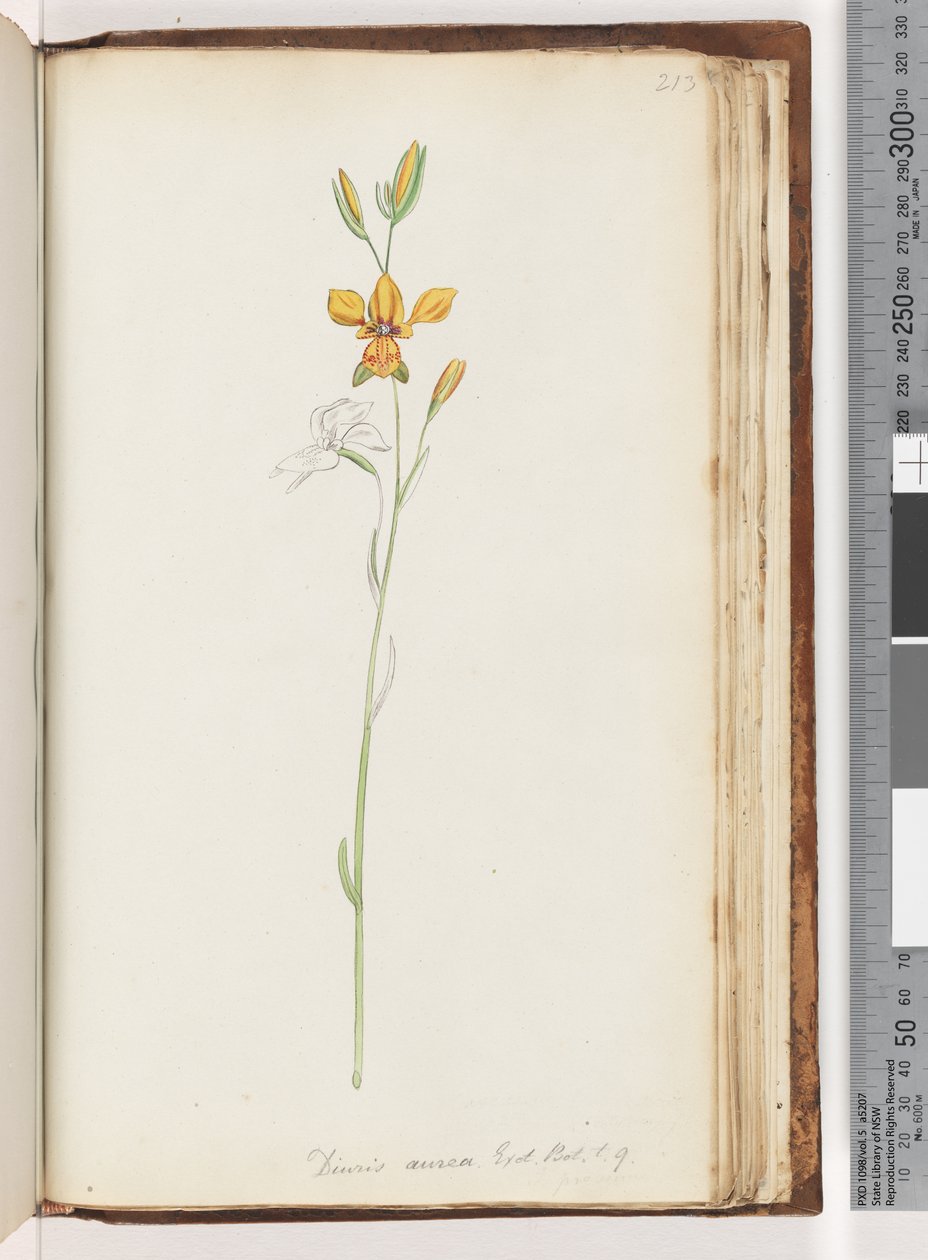 Página 213. Diuris aurea. Exot. Bot. t. 9. (Orquídea Burro Dorada) de Unknown artist